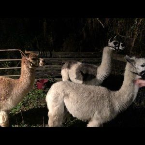 Meet your Posher, Courtney